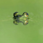 Eat the Frog! 